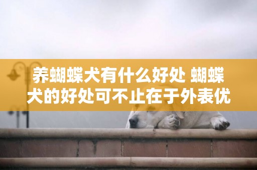 養蝴蝶犬有什么好處 蝴蝶犬的好處可不止在于外表優秀顏值