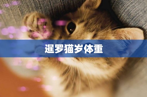 暹羅貓歲體重