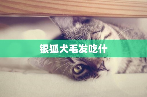 銀狐犬毛發吃什