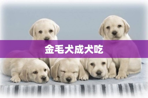 金毛犬成犬吃