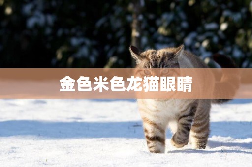 金色米色龍貓眼睛