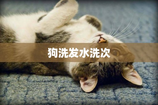 狗洗發水洗次