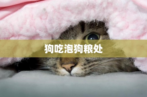 狗吃泡狗糧處