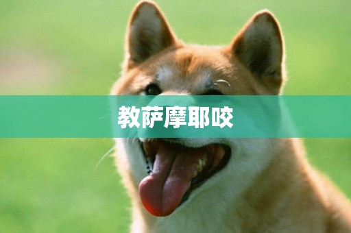教薩摩耶咬