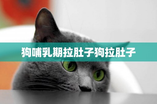 狗哺乳期拉肚子狗拉肚子