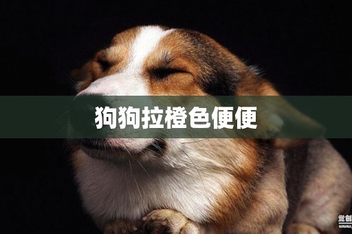 狗狗拉橙色便便