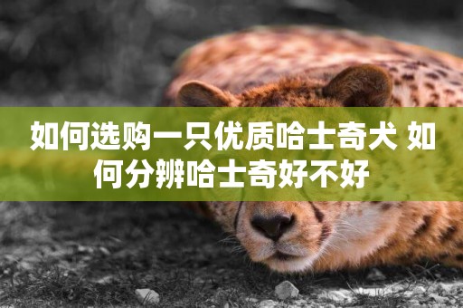 如何選購一只優質哈士奇犬 如何分辨哈士奇好不好
