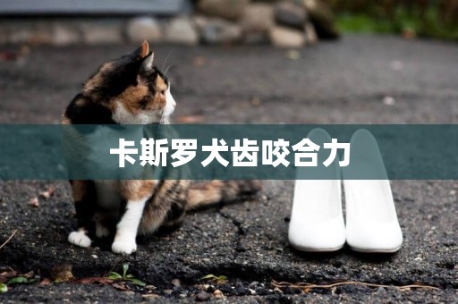 卡斯羅犬齒咬合力