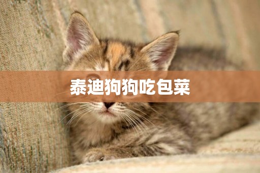 泰迪狗狗吃包菜