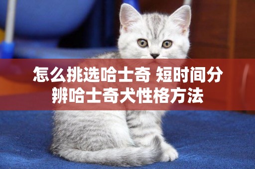 怎么挑選哈士奇 短時間分辨哈士奇犬性格方法