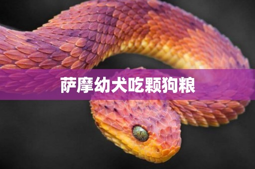 薩摩幼犬吃顆狗糧