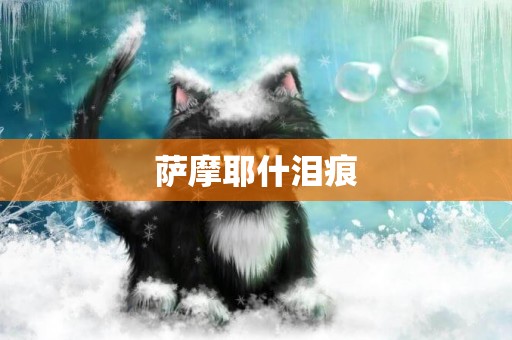 薩摩耶什淚痕