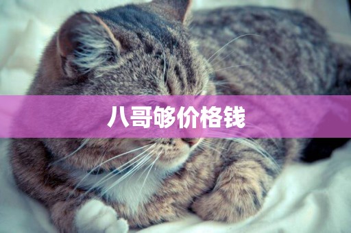八哥夠價格錢
