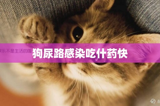 狗尿路感染吃什藥快