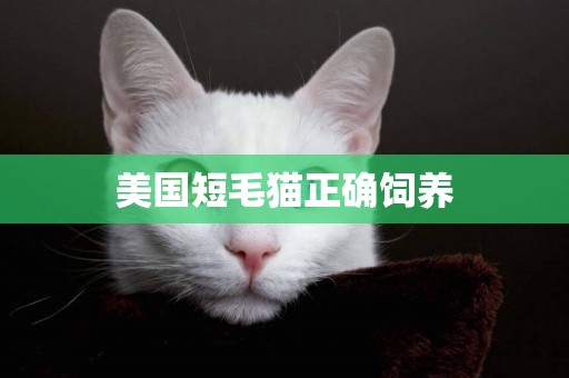 美國短毛貓正確飼養
