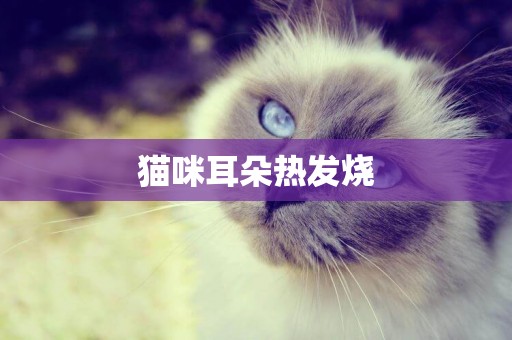 貓咪耳朵熱發燒