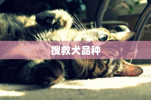 搜救犬品種