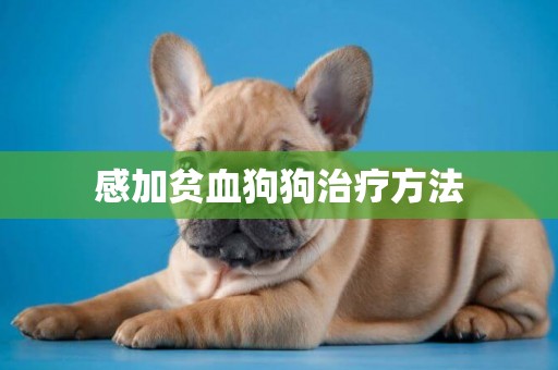 感加貧血狗狗治療方法
