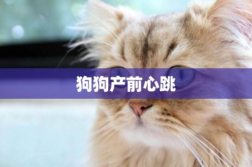 狗狗產前心跳