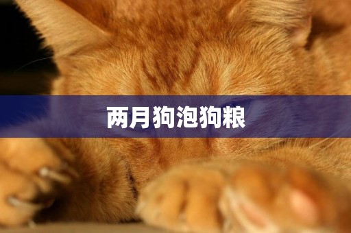 兩月狗泡狗糧