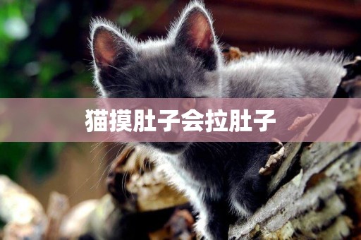 貓摸肚子會拉肚子