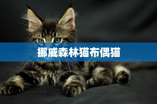 挪威森林貓布偶貓