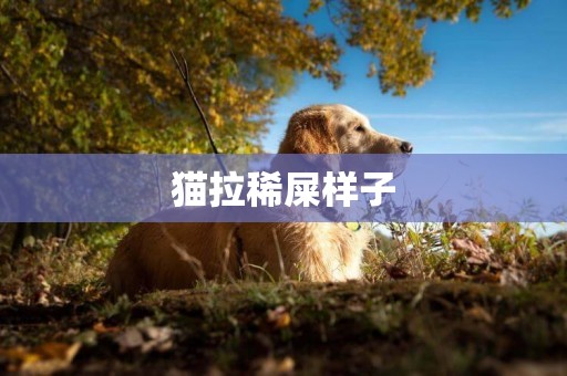 貓拉稀屎樣子