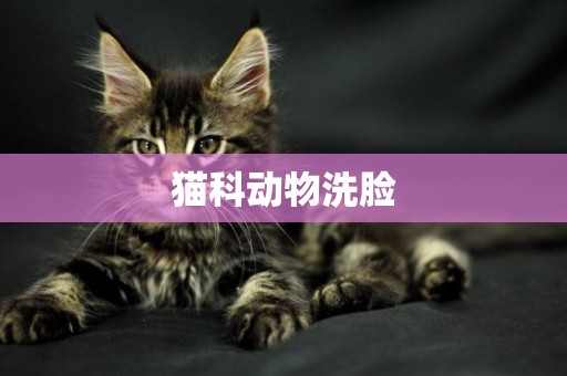 貓科動物洗臉