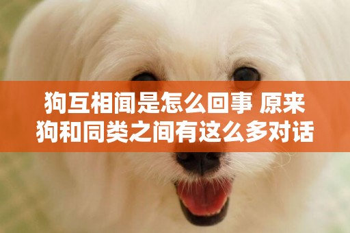 狗互相聞是怎么回事 原來狗和同類之間有這么多對話