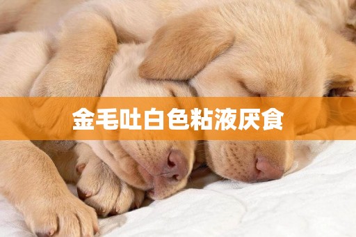 金毛吐白色粘液厭食
