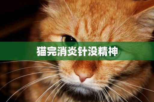 貓完消炎針沒精神