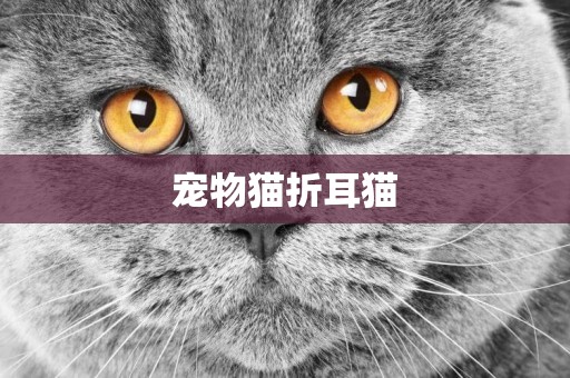 寵物貓折耳貓