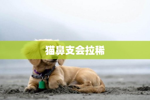 貓鼻支會拉稀
