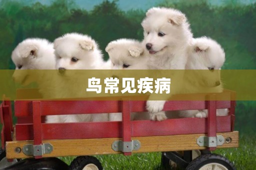 鳥常見疾病