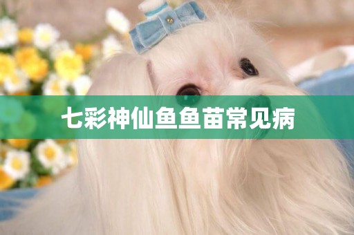 七彩神仙魚魚苗常見病