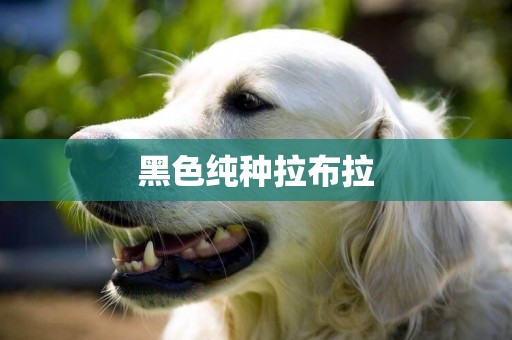 黑色純種拉布拉