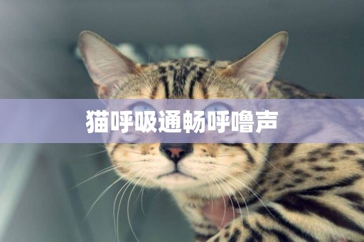 貓呼吸通暢呼嚕聲