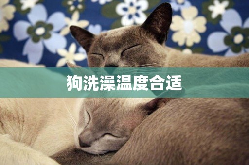 狗洗澡溫度合適