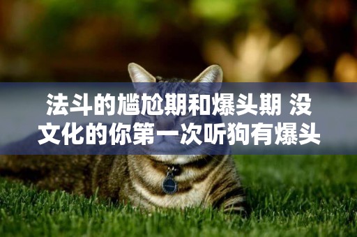 法斗的尷尬期和爆頭期 沒文化的你第一次聽狗有爆頭期吧