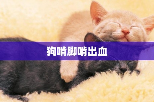 狗啃腳啃出血