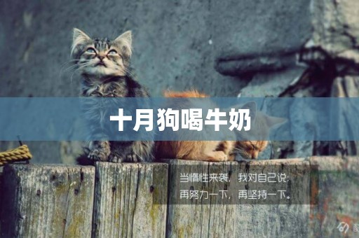 十月狗喝牛奶