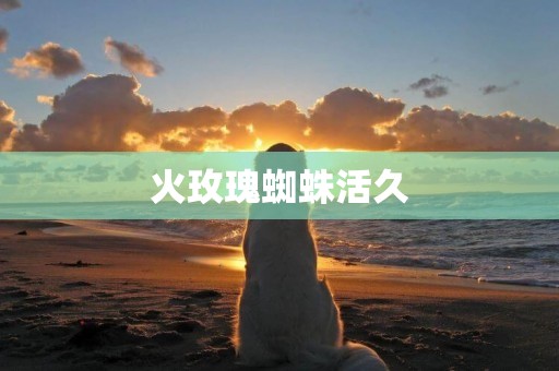 火玫瑰蜘蛛活久