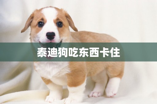 泰迪狗吃東西卡住