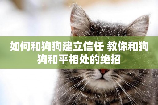 如何和狗狗建立信任 教你和狗狗和平相處的絕招