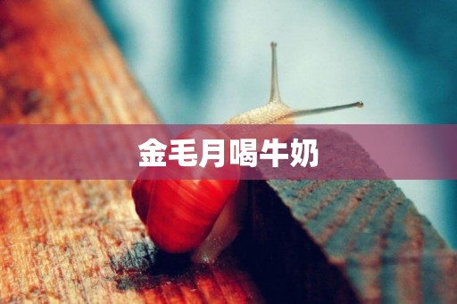 金毛月喝牛奶