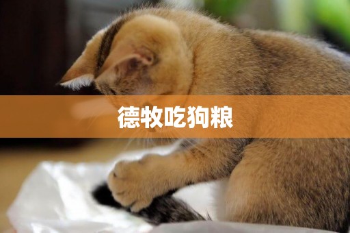 德牧吃狗糧