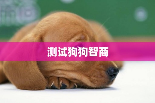 測試狗狗智商