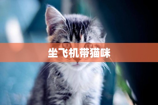 坐飛機帶貓咪