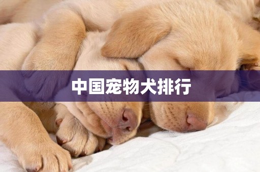 中國寵物犬排行