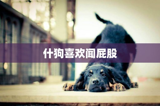 什狗喜歡聞屁股